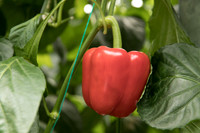 Peppers_DR0646PB_0042