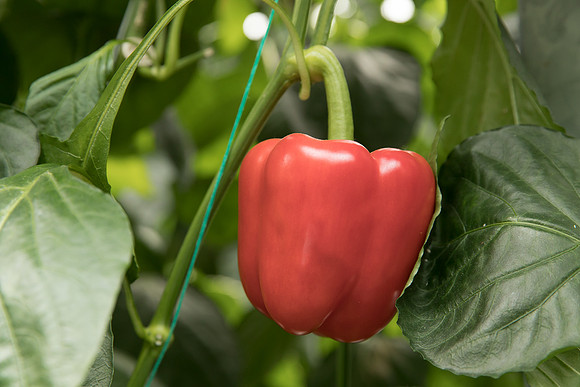 Peppers_DR0646PB_0042