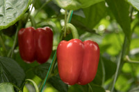 Peppers_DR0646PB_0055