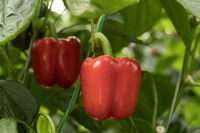 Peppers_DR0646PB_0060