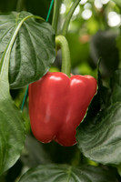 Peppers_DR0646PB_0034