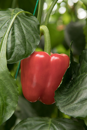 Peppers_DR0646PB_0034