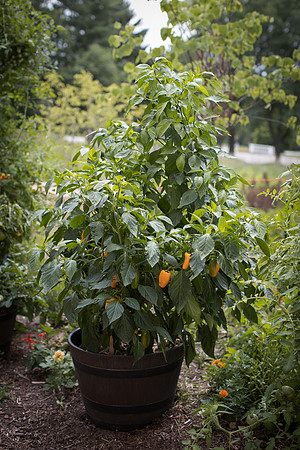HotPepper_JustSweet_0009