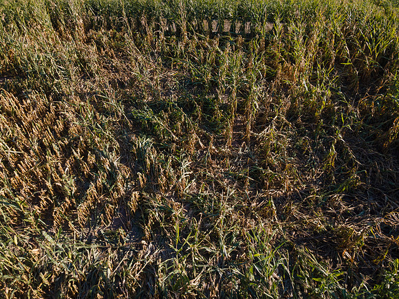 ShortCorn_LibertyIL_cdp_24