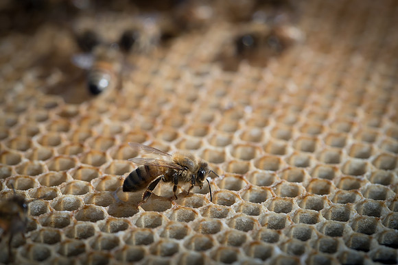 AmericasFarmers_BedfordBeekeepers_672