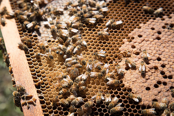 AmericasFarmers_BedfordBeekeepers_537