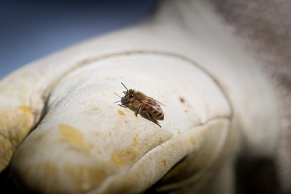 AmericasFarmers_BedfordBeekeepers_320