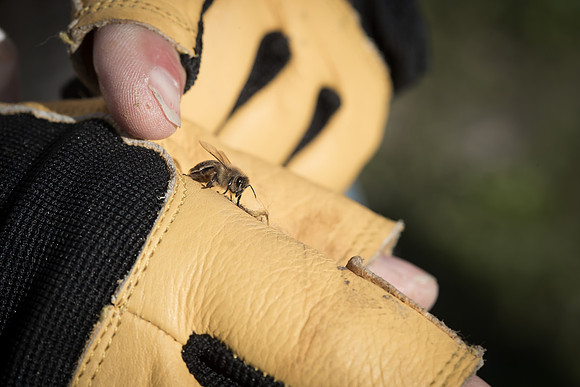 AmericasFarmers_BedfordBeekeepers_348