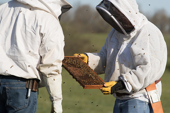 AmericasFarmers_BedfordBeekeepers_246