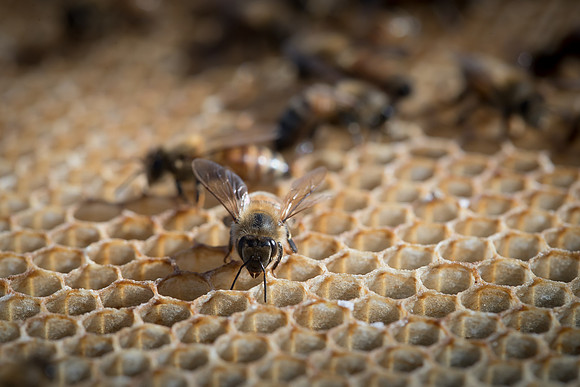 AmericasFarmers_BedfordBeekeepers_682