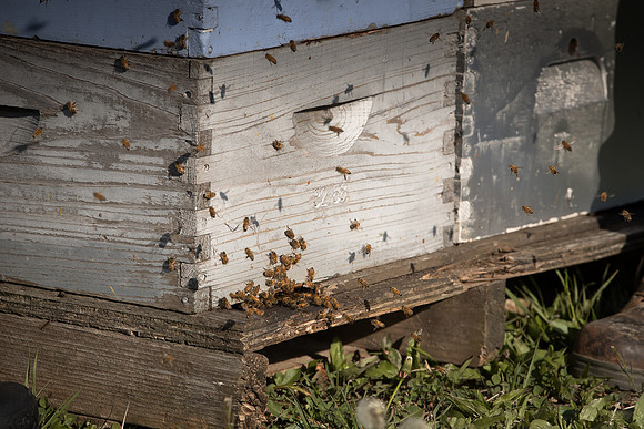 AmericasFarmers_BedfordBeekeepers_264