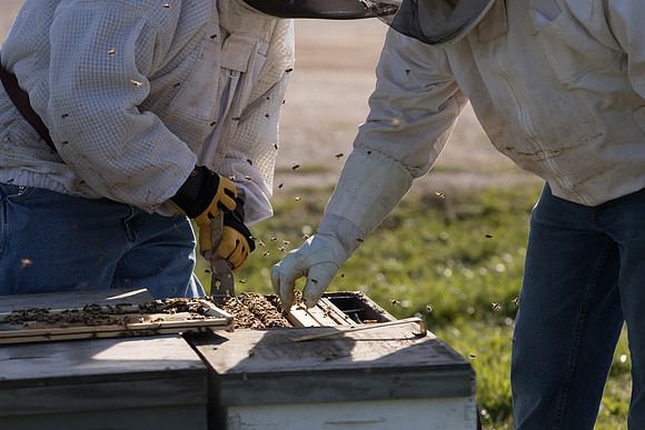 AmericasFarmers_BedfordBeekeepers_188