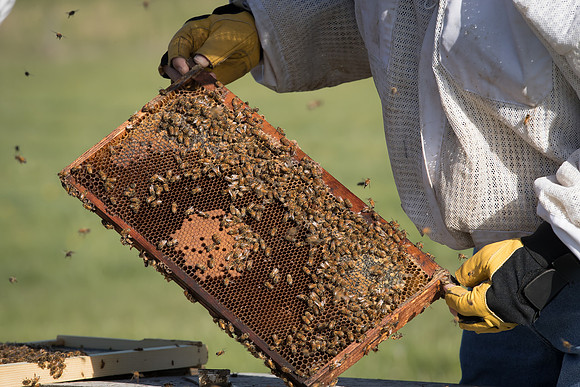 AmericasFarmers_BedfordBeekeepers_266