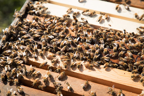 AmericasFarmers_BedfordBeekeepers_482