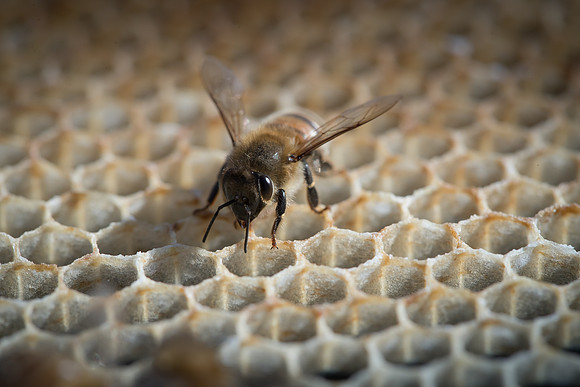 AmericasFarmers_BedfordBeekeepers_717