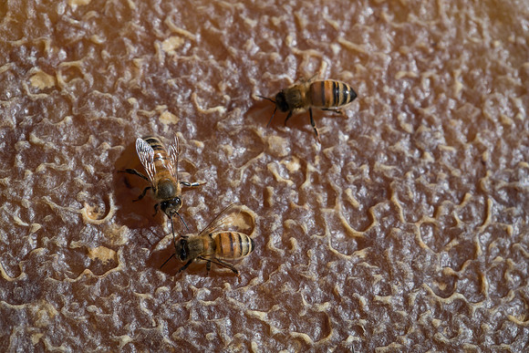 AmericasFarmers_BedfordBeekeepers_652