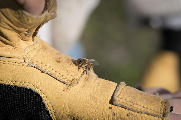 AmericasFarmers_BedfordBeekeepers_362