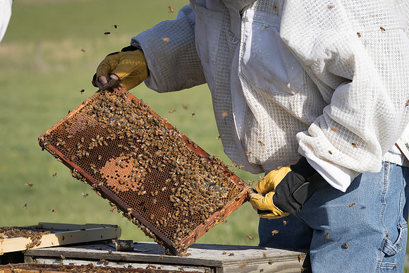 AmericasFarmers_BedfordBeekeepers_270