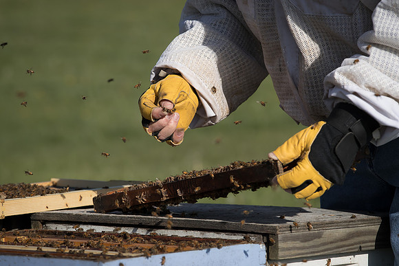 AmericasFarmers_BedfordBeekeepers_288