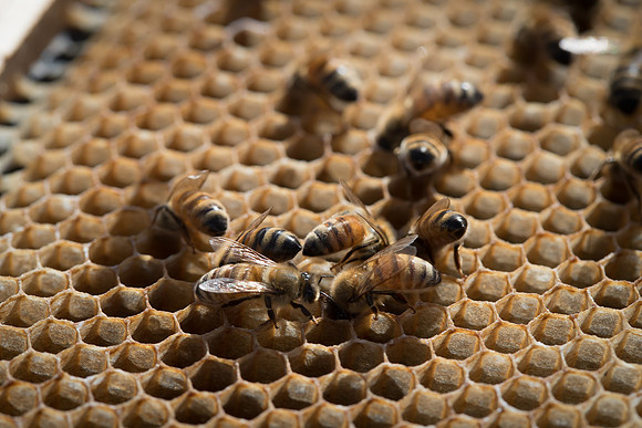 AmericasFarmers_BedfordBeekeepers_607