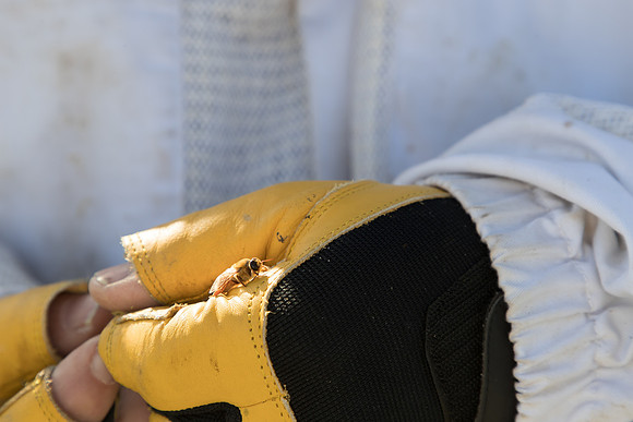 AmericasFarmers_BedfordBeekeepers_526