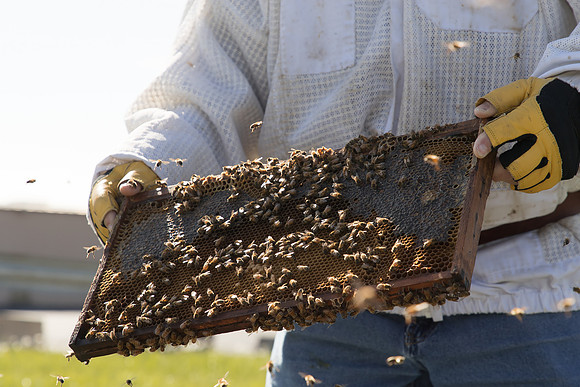 AmericasFarmers_BedfordBeekeepers_561