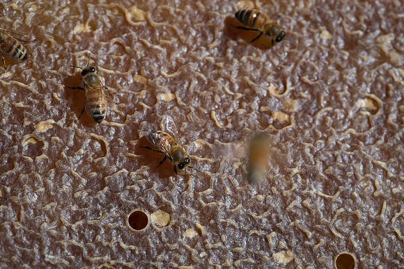 AmericasFarmers_BedfordBeekeepers_643