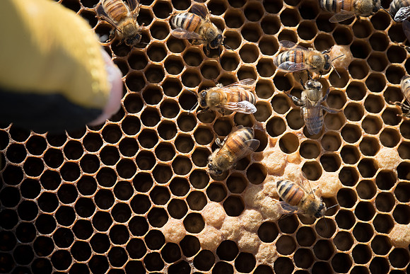 AmericasFarmers_BedfordBeekeepers_578