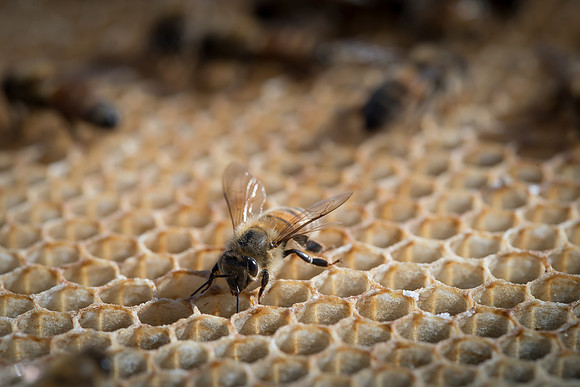 AmericasFarmers_BedfordBeekeepers_686