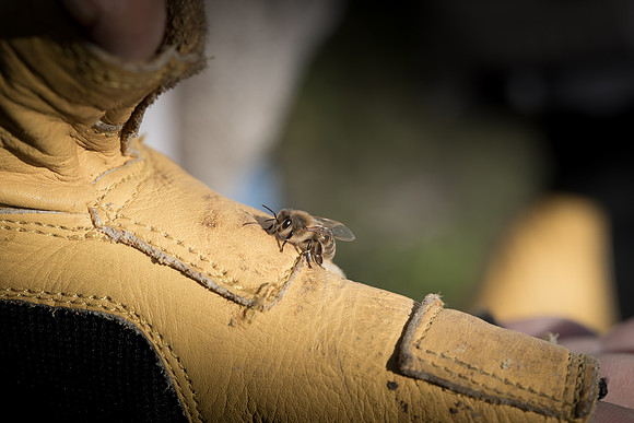 AmericasFarmers_BedfordBeekeepers_363