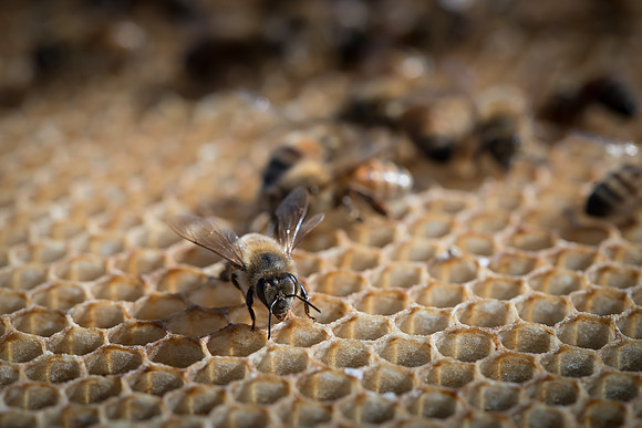 AmericasFarmers_BedfordBeekeepers_680