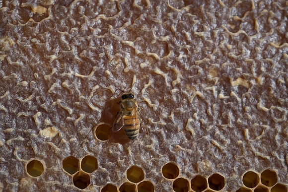 AmericasFarmers_BedfordBeekeepers_650