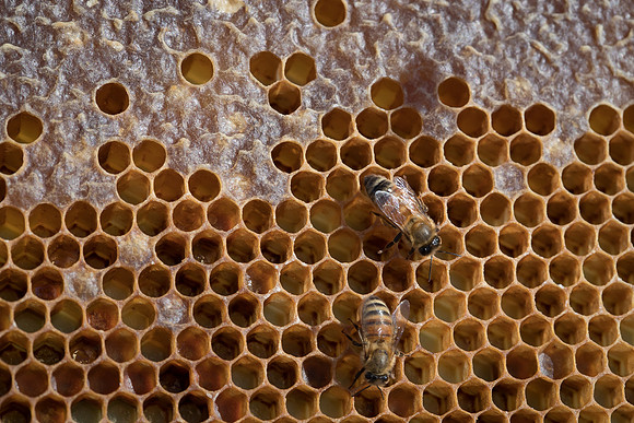 AmericasFarmers_BedfordBeekeepers_644