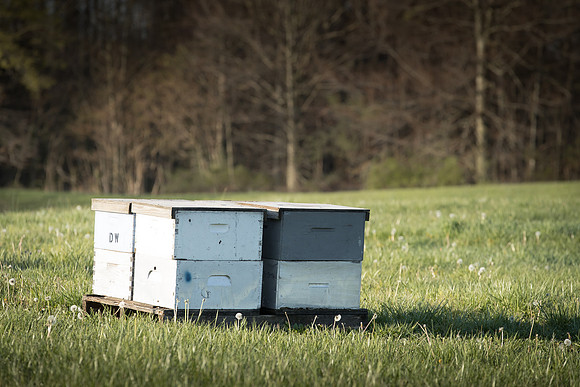 AmericasFarmers_BedfordBeekeepers_019