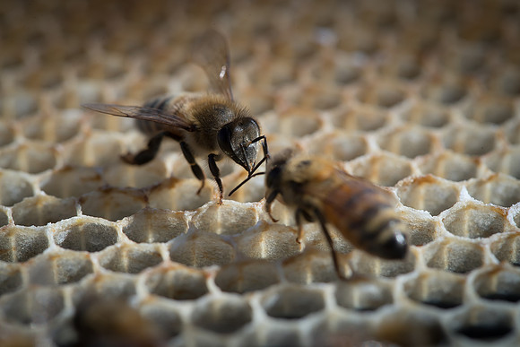 AmericasFarmers_BedfordBeekeepers_708
