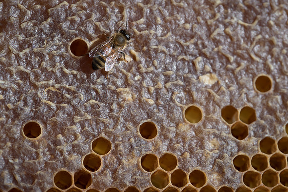 AmericasFarmers_BedfordBeekeepers_634