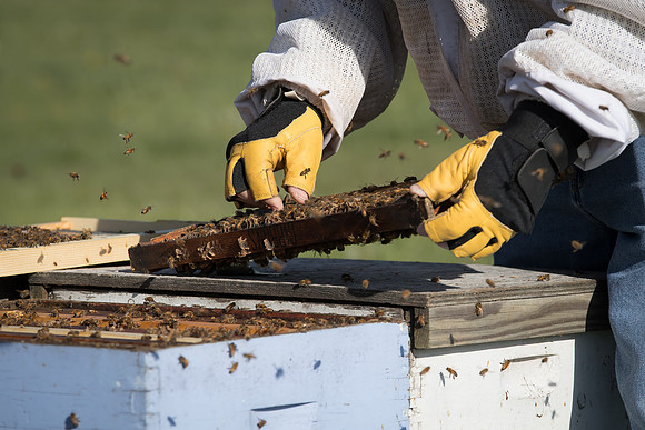 AmericasFarmers_BedfordBeekeepers_285
