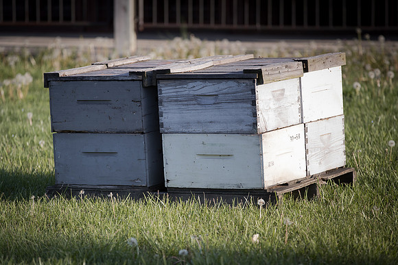 AmericasFarmers_BedfordBeekeepers_014