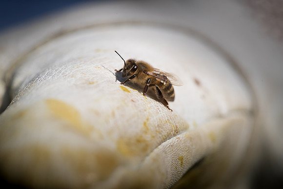 AmericasFarmers_BedfordBeekeepers_330