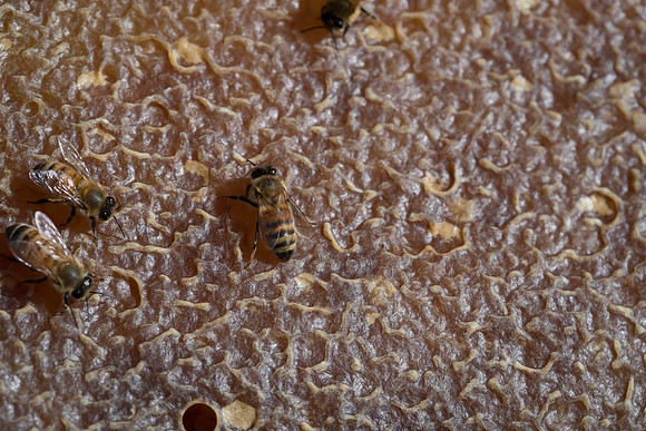 AmericasFarmers_BedfordBeekeepers_637