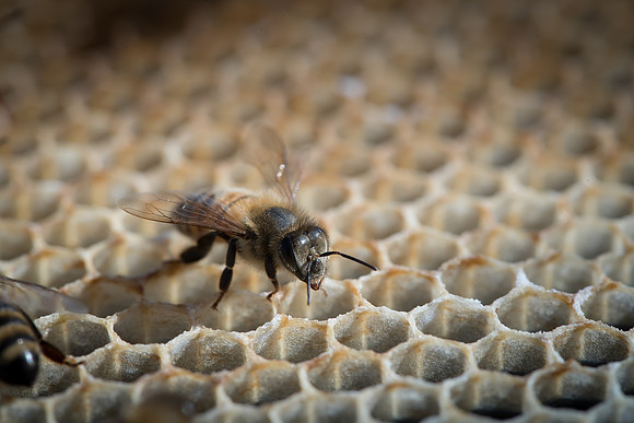 AmericasFarmers_BedfordBeekeepers_699