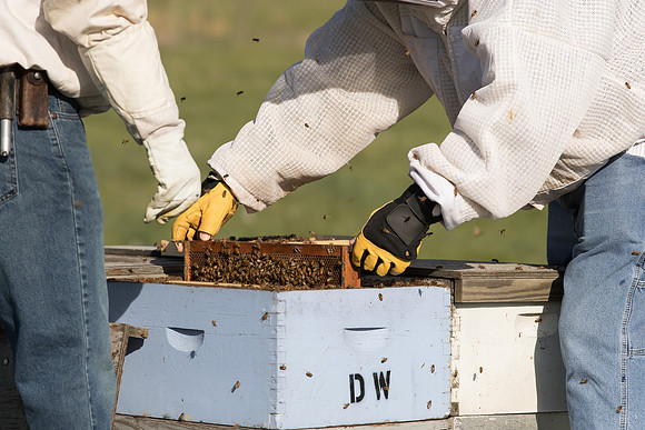 AmericasFarmers_BedfordBeekeepers_251