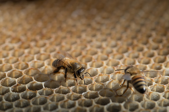 AmericasFarmers_BedfordBeekeepers_670