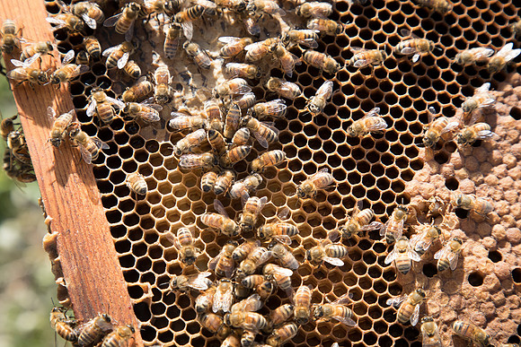AmericasFarmers_BedfordBeekeepers_541
