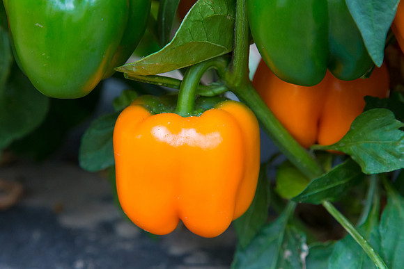 SweetPeppers_SV3936PS_CA_0058