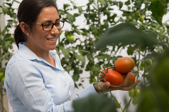 Tomato_4179_MX_0020