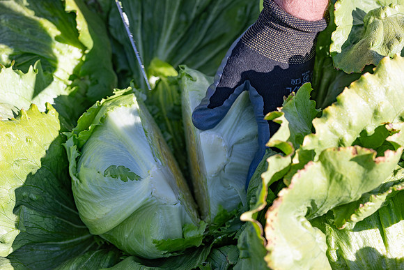 Moneyball_Lettuce_53