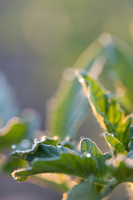 Seminis2021_CA_92