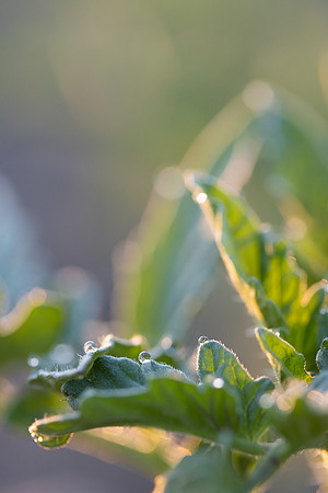 Seminis2021_CA_92