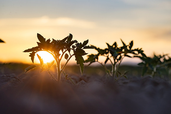 Seminis2021_CA_30